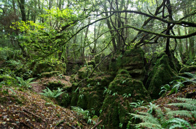 Puzzlewood, Forest of Dean